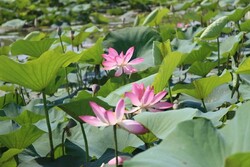 VIDEO: Indian lotus most famous plant in Anzali Lagoon