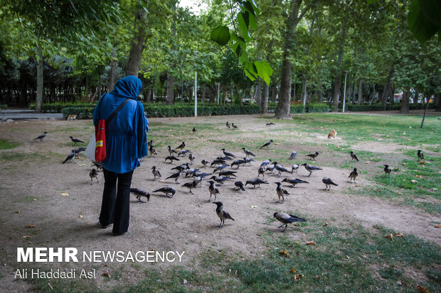 Spring weather in middle of Summer in Tehran