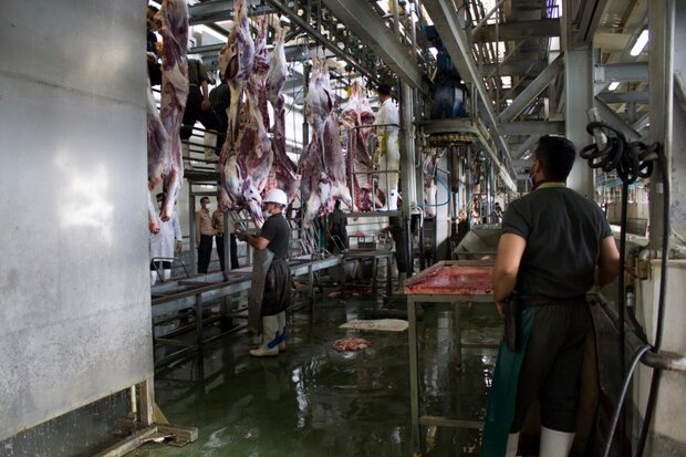روند ذبح شرعی دام‌های سبک و سنگین در کشتارگاه صنعتی سنندج