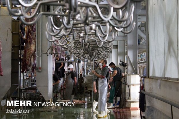 بازدید از روند ذبح شرعی کشتار دام در کردستان