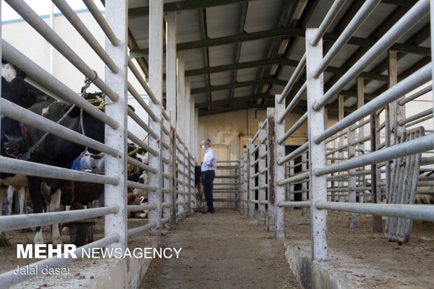 بازدید از روند ذبح شرعی کشتار دام در کردستان