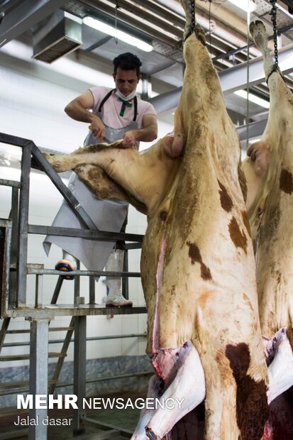 بازدید از روند ذبح شرعی کشتار دام در کردستان