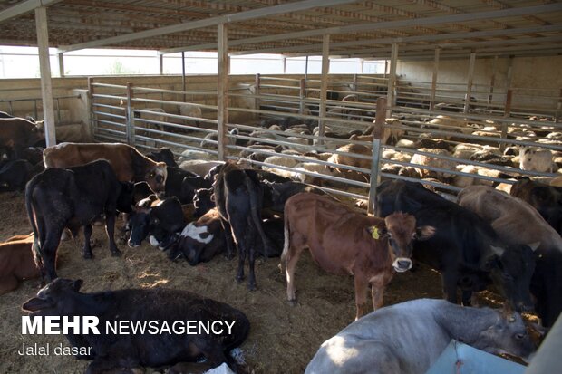 بازدید از روند ذبح شرعی کشتار دام در کردستان