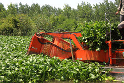 مقابله جدی با سنبل آبی در چاف و چمخاله؛ ۵ کیلومتر پاکسازی شد