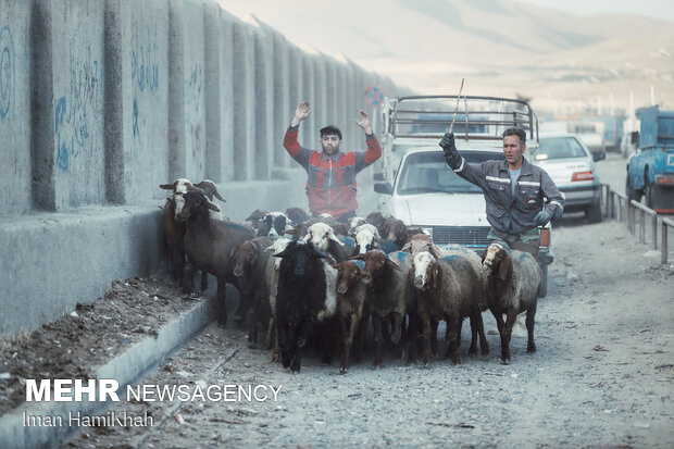 Livestock market ahead of Eid Al Adha in Hamadan