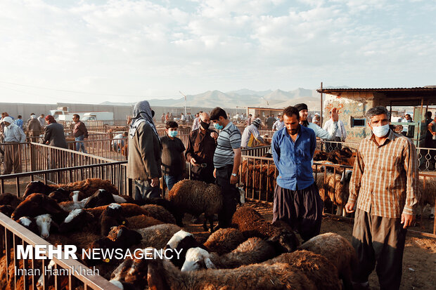Livestock market ahead of Eid Al Adha in Hamadan