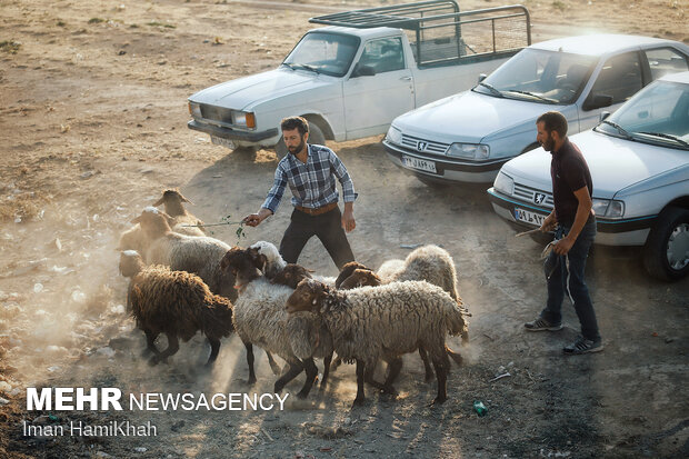 Livestock market ahead of Eid Al Adha in Hamadan