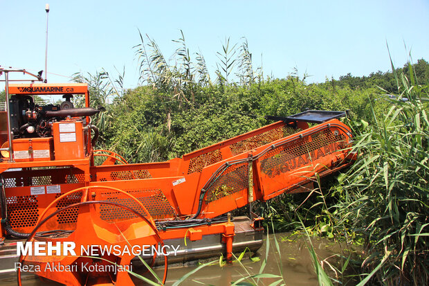 جمع آوری مکانیزه سنبل آبی از تالاب انزلی