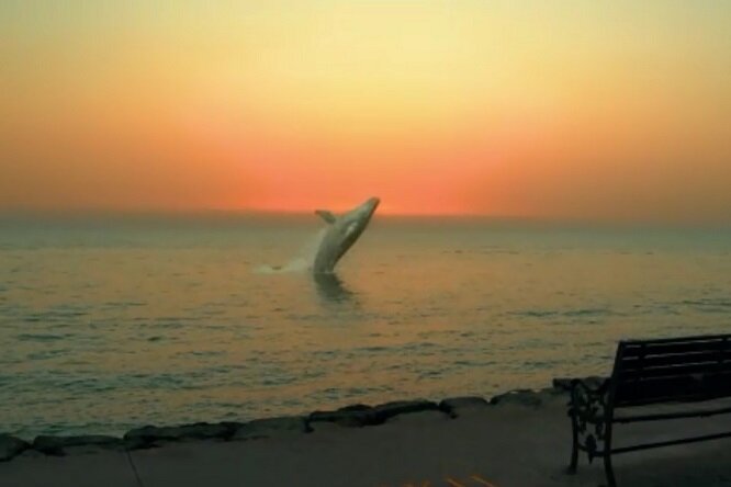 حضور نهنگ در آب‌های ساحلی بوشهر واقعیت ندارد