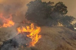 وقوع آتش سوزی گسترده در جنگل‌های بوزین و مره‌خیل پاوه