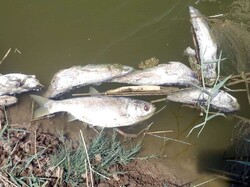 بررسی مرگ مشکوک ماهی‌های رودخانه روستای علمدار در نهاوند