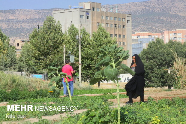 İlam'da sebze hasadı başladı