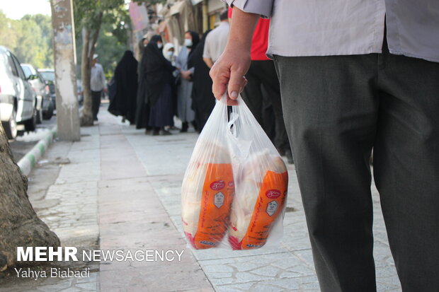 بازار مرغ در شهر کرمانشاه