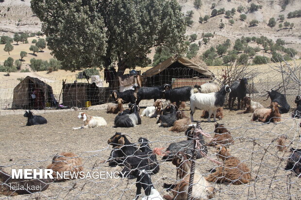 ۹۹ کانون عشایری در استان ایلام فعال است