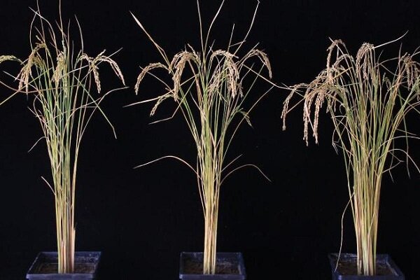 افزایش ۵۰ درصدی تولید برنج و سیب زمینی با دستکاری ژنتیک