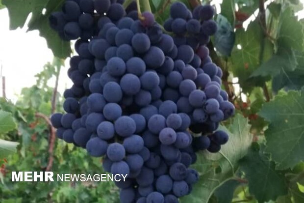 برداشت اولین محصول انگور تجاری «ترکمن ۴» از تاکستانهای کوار  برداشت اولین محصول انگور تجاری «ترکمن ۴» از تاکستانهای کوار