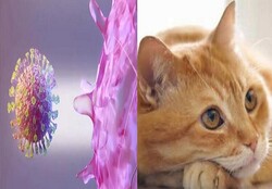 کروناویروس از طریق گربه قابل انتقال است