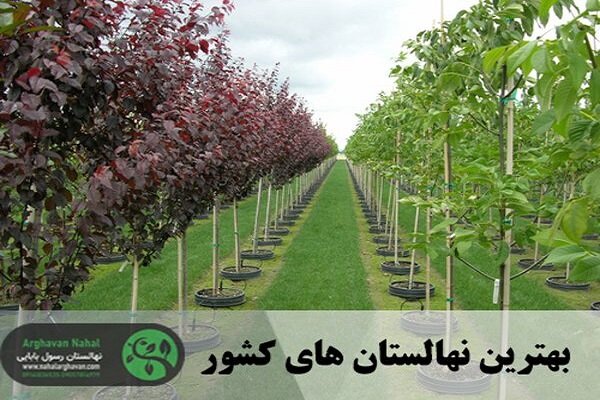 ارقام گردو + معرفی نهالستان جهت خرید نهال گردو 