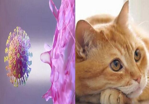 کروناویروس از طریق گربه قابل انتقال است,