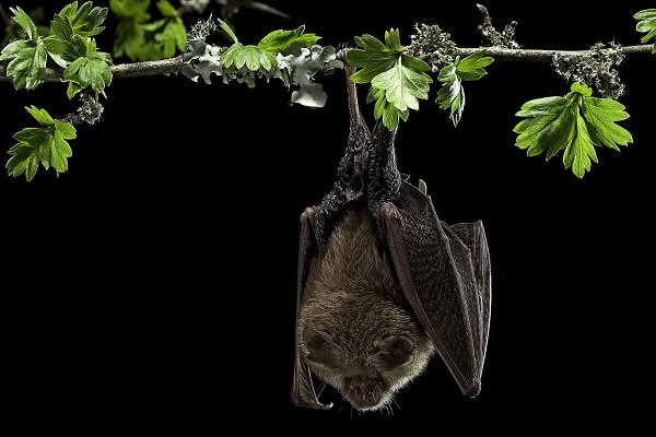 کشف ویروس کرونا در خفاش‌های انگلیسی