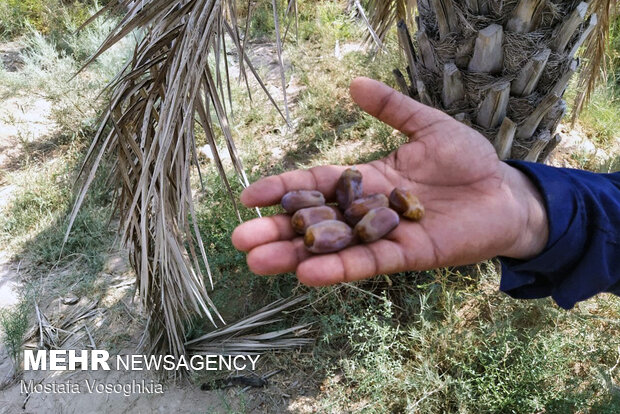 مونسون ۱۳۶ هزار تن محصول خرمای سیستان و بلوچستان را از بین برد