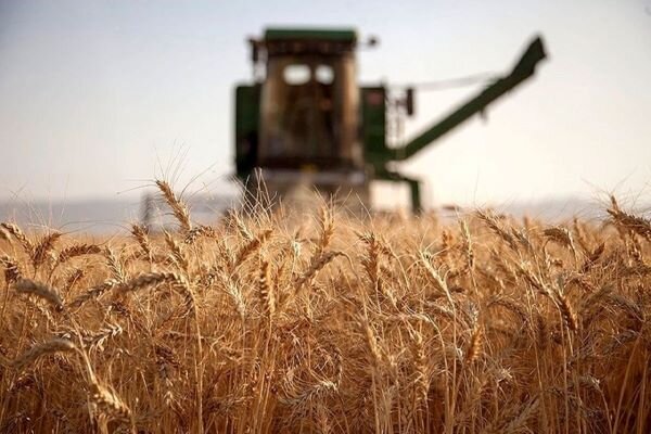 کڕینی نزیکەی ١٠٠ هەزار تۆن گەنم لە لایەن هەرەوەزەکانی کوردستانەوە