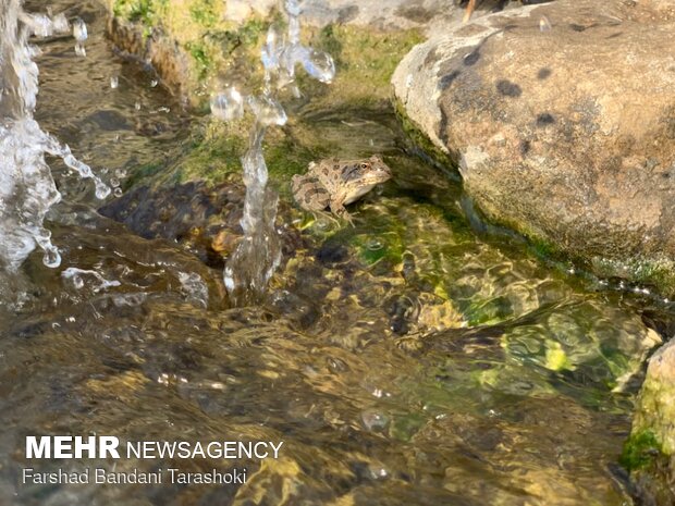 طبیعت روستای« تَرَشُّک» در بخش سوسن - شهرستان ایذه استان خوزستان