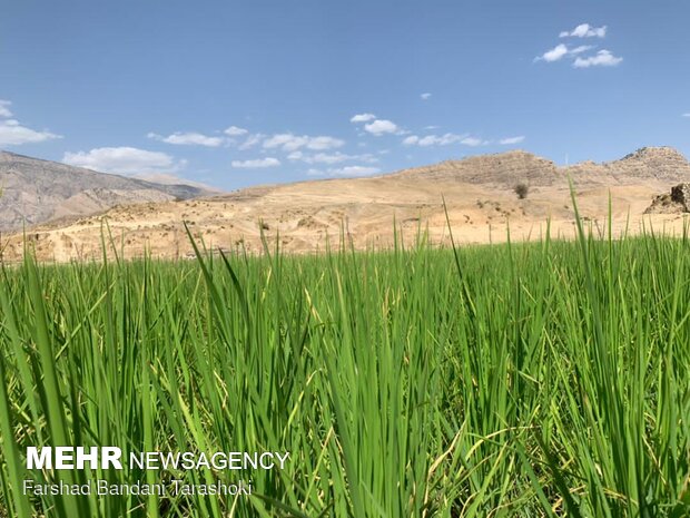 طبیعت روستای« تَرَشُّک» در بخش سوسن - شهرستان ایذه استان خوزستان