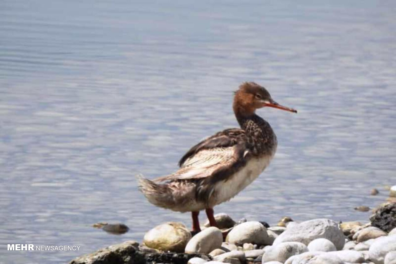 یک گونه کمیاب اردک در هورالعظیم مشاهده شد/ هورالعظیم بهشت پرندگان