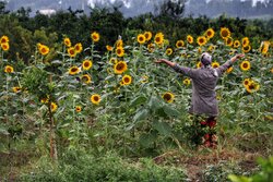 Sunflower field in N. Iran