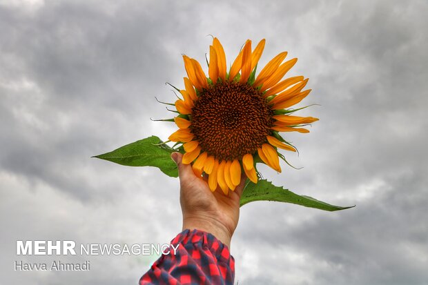 Sunflower filed in N. Iran