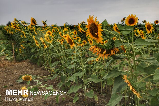 Sunflower filed in N. Iran