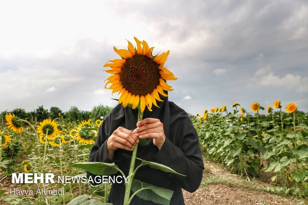 Sunflower filed in N. Iran