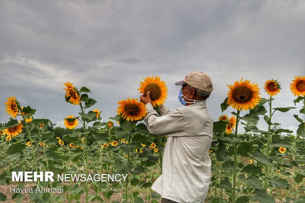 Sunflower filed in N. Iran