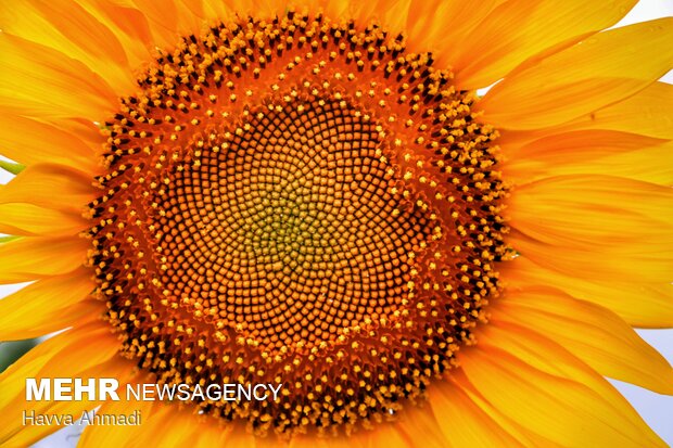 Sunflower filed in N. Iran