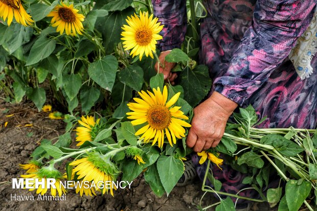 Sunflower filed in N. Iran