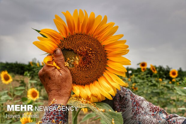 Sunflower filed in N. Iran