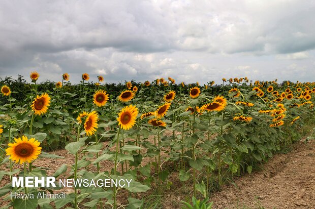 Sunflower filed in N. Iran