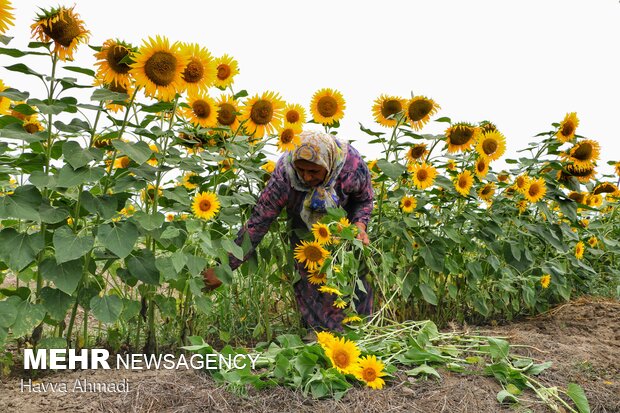 Sunflower filed in N. Iran