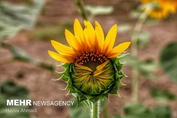 Sunflower filed in N. Iran