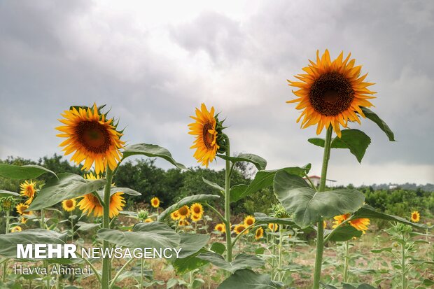 Sunflower filed in N. Iran