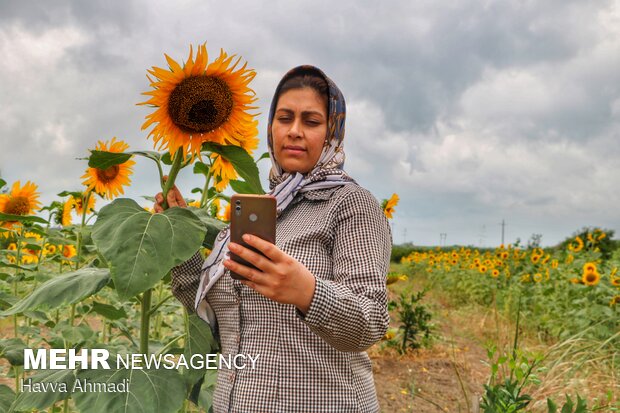 Sunflower filed in N. Iran