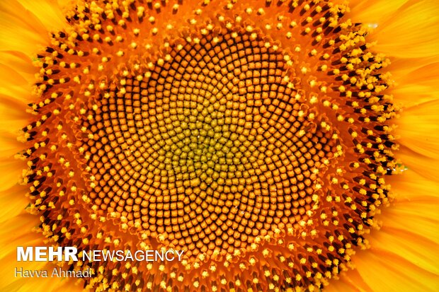 Sunflower filed in N. Iran