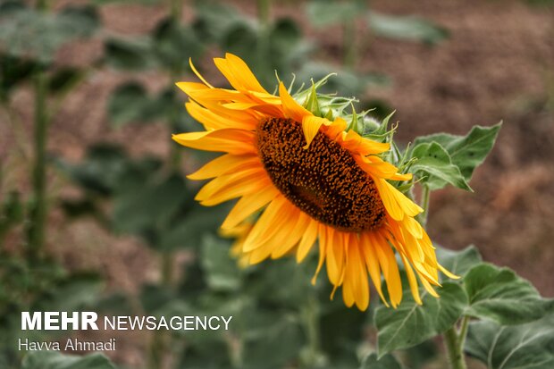 Sunflower filed in N. Iran