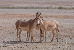 جمعیت گورخرهای آسیایی در استان سمنان ۲۰۴ راس است