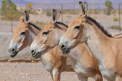 Breeding Persian onager in Yazd Province