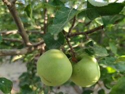 VIDEO: Apple orchards in Boyer-Ahmad