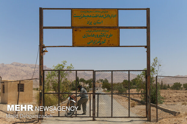 سایت پرورش گورخر ایرانی در یزد