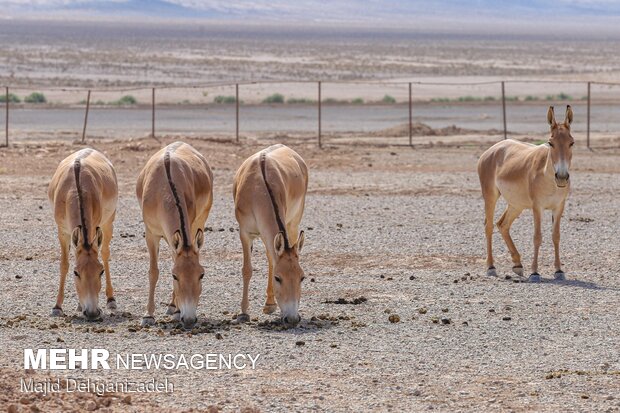 Breeding Persian onager in Yazd Province

