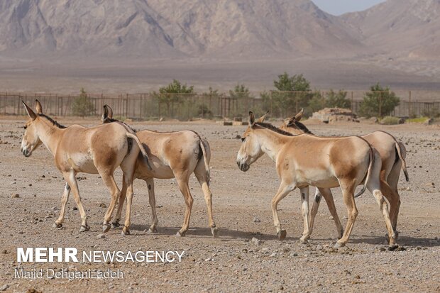 Breeding Persian onager in Yazd Province
